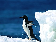 Ready For Takeoff!, Adelie Penguin